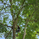 tree service greensboro nc.jpg