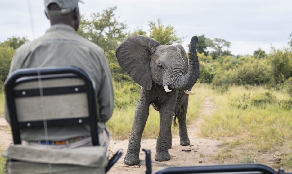 Tanda Tula Celebrates 30 Years of Purpose-Driven Safari in Timbavati