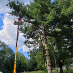 tree-cutting.png