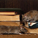 Proven Strategies on Rodent Control in Alpharetta GA Keep Your Home Pest Free.jpg