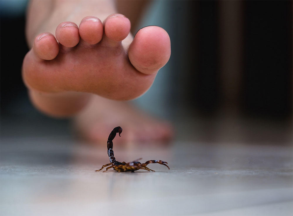 Understanding Scorpion Activity in Tucson During Arizona Scorpion Season