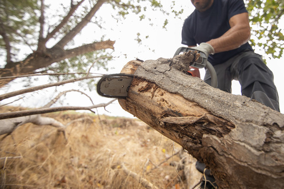  emergency tree removal in Valley Springs, CA. 