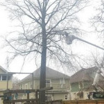 Cleveland Tree Service.jpg