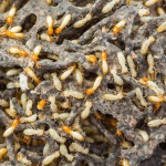 Termite Control Costs in Cumming GA  What to Expect for Comprehensive Protection.jpg