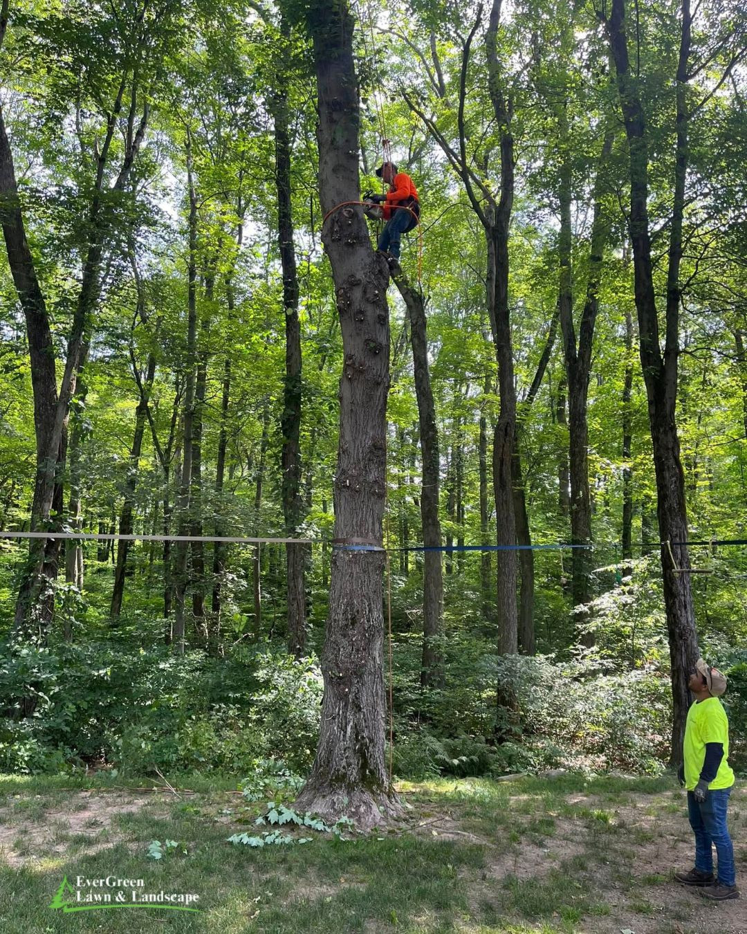 Strategic Tree Removal in Roxbury Boosts Safety and Landscape Health
