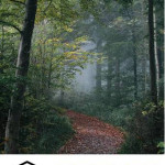 trail (1).jpg