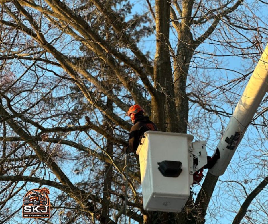 SKJ Tree Removal - (866) 288-9989 - tree services cheshire.jpg