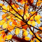 Leaves falling into gutter.png
