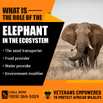 Vetpaw PR Image 3.png