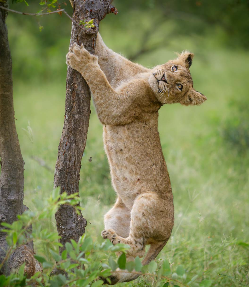 Tanda Tula Explains What “All-Inclusive” Really Means on a Safari