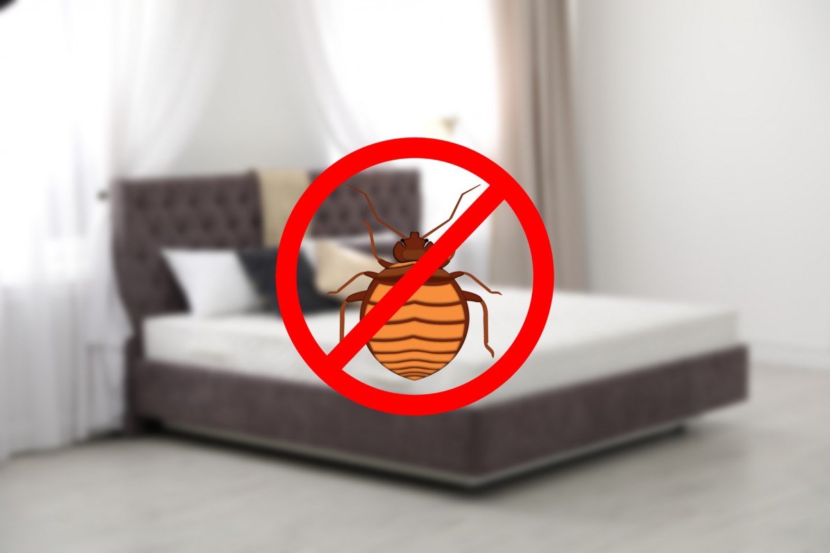 Bed-Bug-Removal-CA.jpg