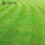 Maintaining Your Lawn During the Peak Summer - Safari Lawn Care.jpg
