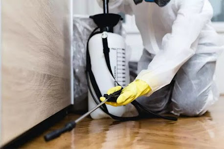 Which Common Pests Should You Watch Out for This Winter.jpg