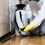 Which Common Pests Should You Watch Out for This Winter.jpg