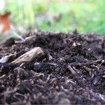 What’s the Best Winter Soil Prep for Shrub Cold Resistance with Lawn Care Services in McKinney, TX.jpg