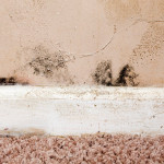 mold+in+your+home-1920w.jpeg