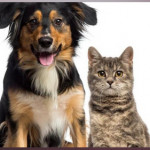 Pet Boarding and Pet Sitting