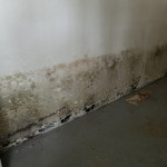 black-mold-walls-beltsville-md-aquaguard-waterproofing.jpg
