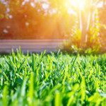lawn care.jpg