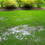 signsofasepticsystemfailure.jpg