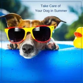 Gourmet Delight Recognised as Best Dog Food Brand