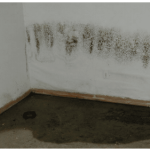Mold-or-Mildew-1.png