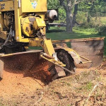 tree-stump-removal.jpg