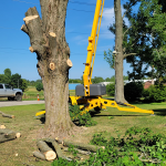 tree-trimming-and-pruning-services.png