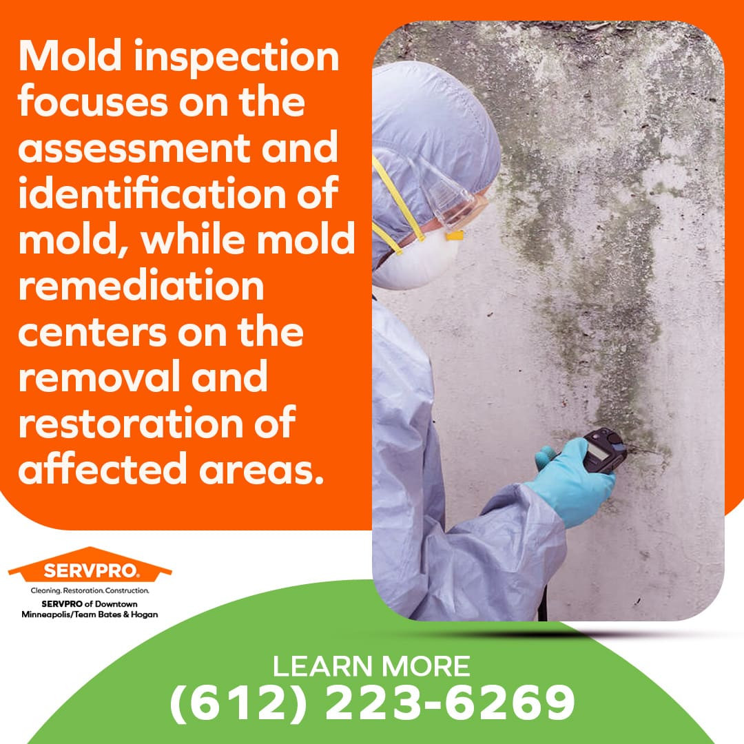 mold inspection
