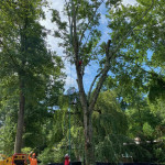 tree removal greensboro.jpeg
