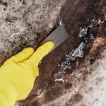 Mold Removal (7).png