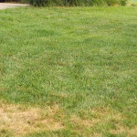 What Lawn Diseases are Most Common in Cumming, GA Each Spring.jpg