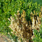 When Is the Best Time to Treat Shrub Diseases in Carrollton, TX.jpg