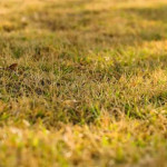 Real Results - How Our Lawn Care Specialists Revive Yellowing Lawns Across Indianapolis Each Summer.jpg