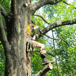 climber-cutting-tree-down.jpg
