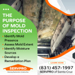 The Purpose Of Mold Inspection.jpg