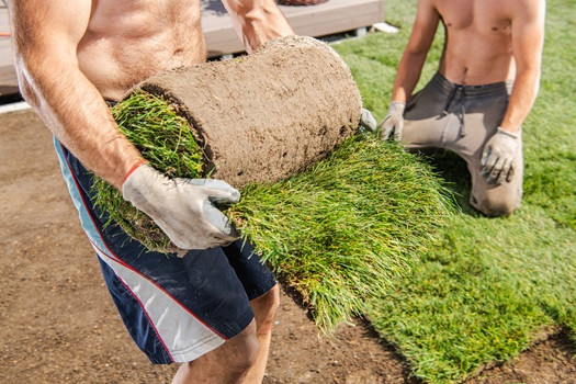 Homeowners Choose Daily Landscaping for Premium Sod in Butler County