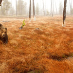 The_Ken_Hoehn_Gallery_Canmore - Grizzly Meadows.jpg