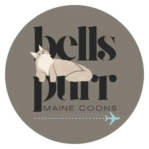 Discover Premium European Maine Coon Kittens in Texas