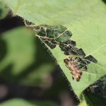 What Are Defoliating Insects and How Do They Impact Your Prosper, TX Lawn - Expert Lawn Care Services to Combat These Pests.jpg