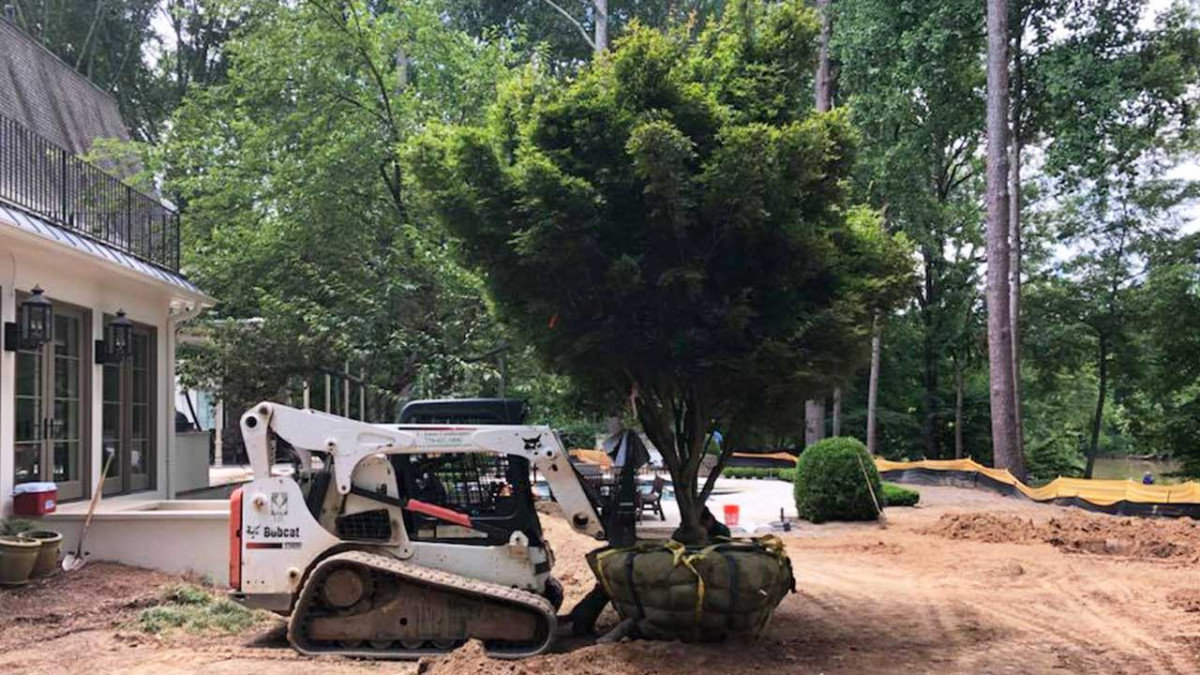 large tree installation service