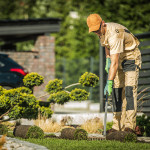 getting rid of weeds in new sod.jpg