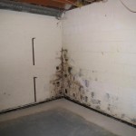 Mildew-In-Basements-Pictures.jpg