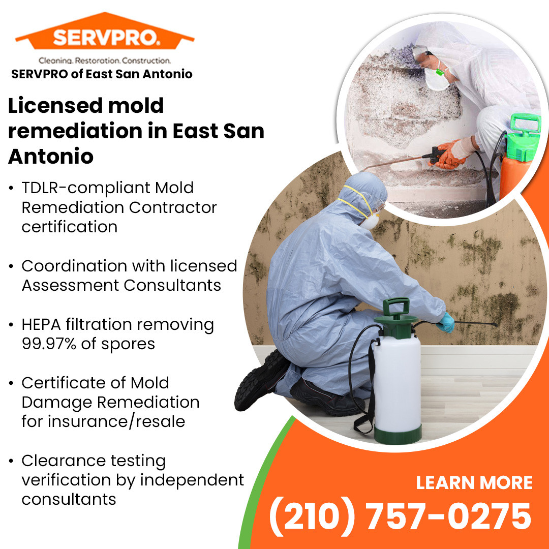 Licensed mold remediation in East San Antonio