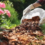 What Seasonal Signals Show It’s Time for a Mulch Refresh in Prosper, TX.jpg