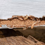 blog-2-why-termite-control-inspections-matter-in-cumming-ga-ezgif.com-webp-to-jpg-converter.jpg