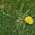What Are the Most Effective Summer Weed Control and Lawn Care Strategies for Cumming, GA Turf.jpg