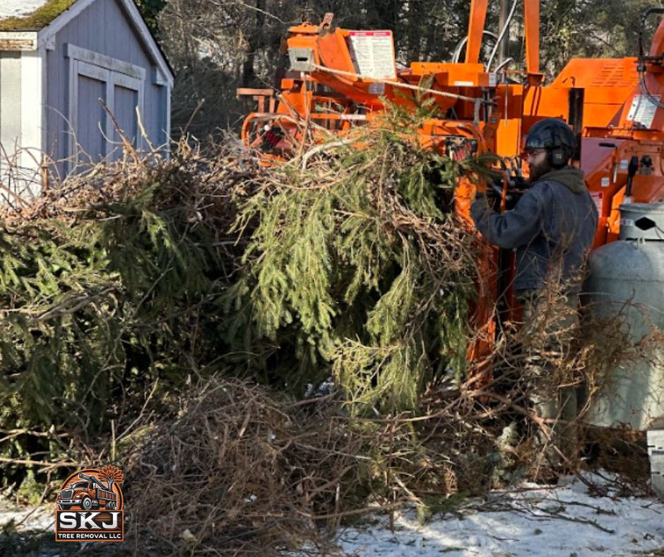 SKJ Tree Removal - (866) 288-9989 - tree removal cheshire.jpg