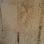 mold-danbury-ct-sundahl-waterproofing-2.jpeg