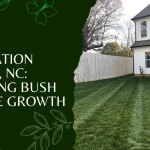 lawn fertilization